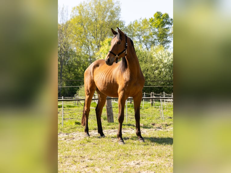 Trakehner Wallach 3 Jahre 172 cm Brauner in Nienhagen