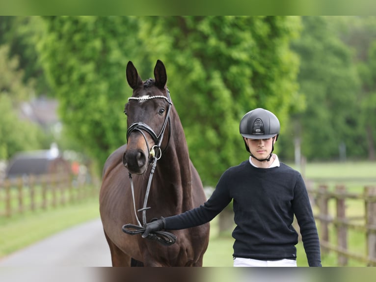 Trakehner Wallach 3 Jahre 172 cm Dunkelbrauner in Hünxe