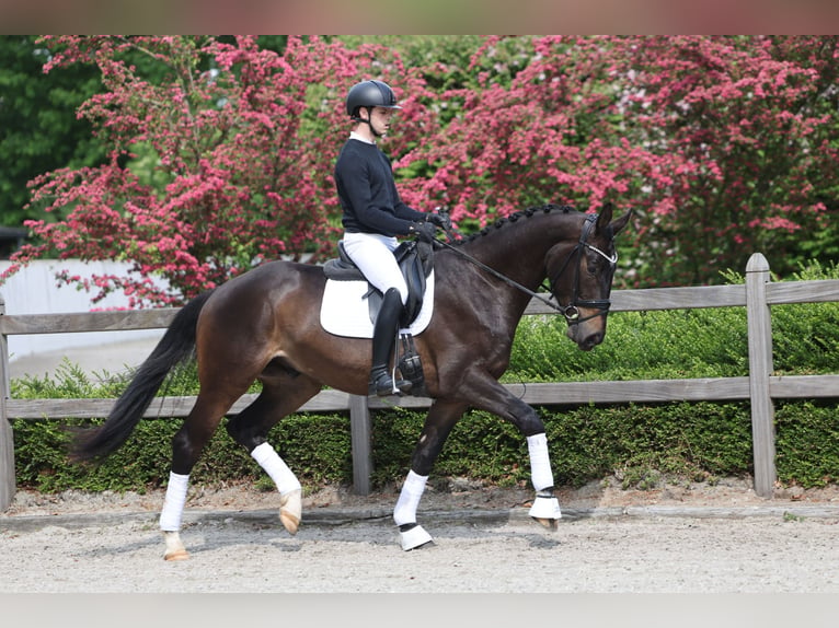 Trakehner Wallach 3 Jahre 172 cm Dunkelbrauner in Hünxe