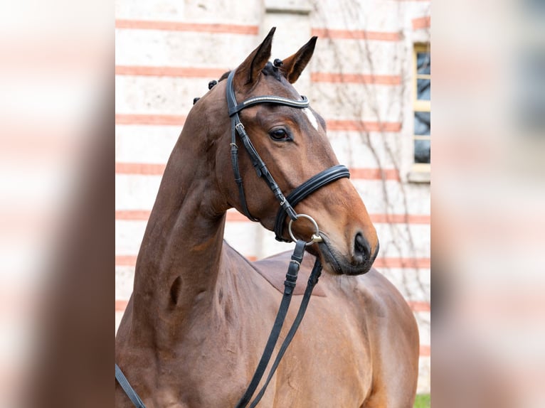 Trakehner Wallach 3 Jahre Brauner in Gomadingen