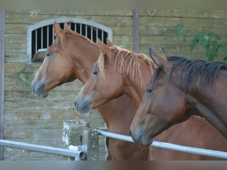 Trakehner Wallach 3 Jahre Dunkelbrauner in Crivitz