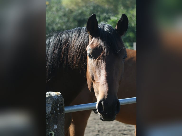 Trakehner Wallach 3 Jahre Dunkelbrauner in Crivitz