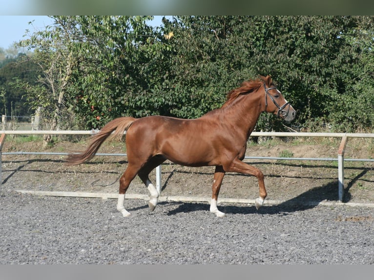 Trakehner Wallach 3 Jahre Dunkelfuchs in Crivitz