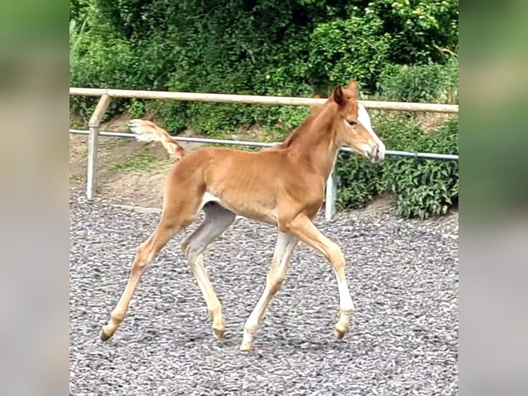 Trakehner Wallach 3 Jahre Fuchs in Crivitz