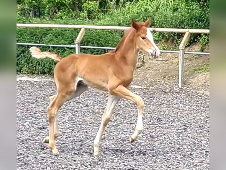 Trakehner Wallach 3 Jahre Fuchs in Crivitz