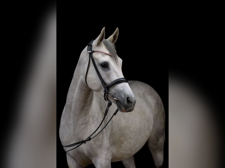 Trakehner Wallach 4 Jahre 154 cm Schimmel in Wartenberg