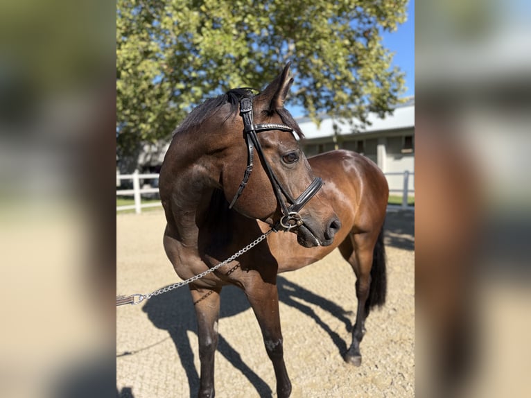Trakehner Wallach 4 Jahre 155 cm Dunkelbrauner in Ebreichsdorf