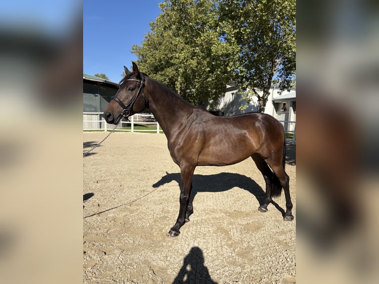 Trakehner Wallach 4 Jahre 155 cm Dunkelbrauner in Ebreichsdorf
