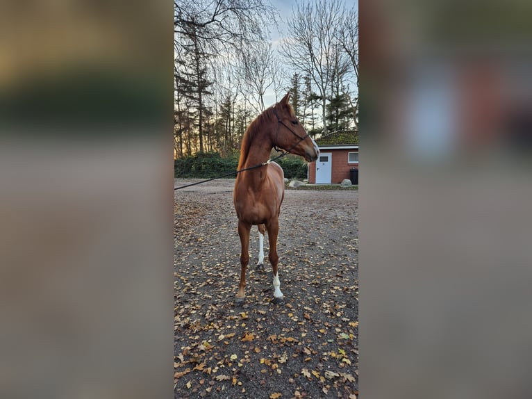Trakehner Wallach 4 Jahre 160 cm Fuchs in Fehmarn