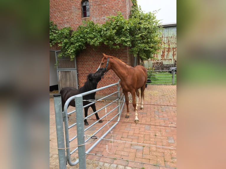 Trakehner Wallach 4 Jahre 160 cm Fuchs in Fehmarn