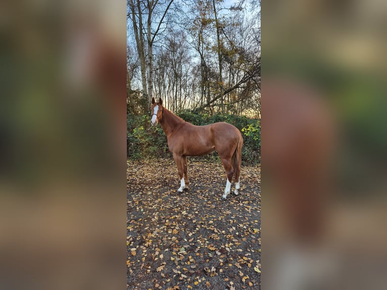 Trakehner Wallach 4 Jahre 160 cm Fuchs in Fehmarn