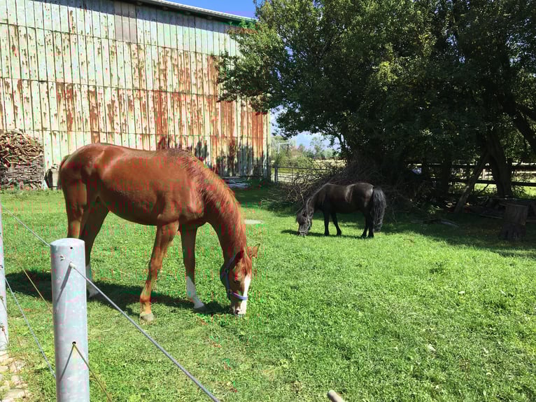 Trakehner Wallach 4 Jahre 160 cm Fuchs in Fehmarn