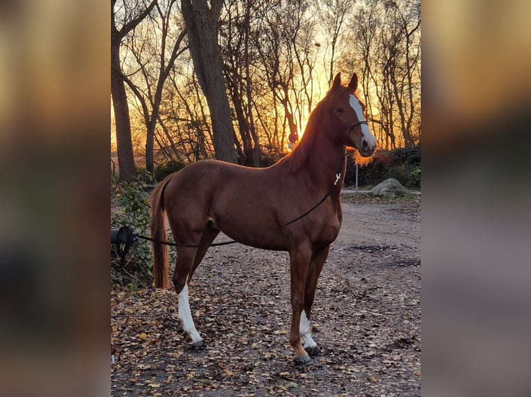 Trakehner Wallach 4 Jahre 160 cm Fuchs in Fehmarn