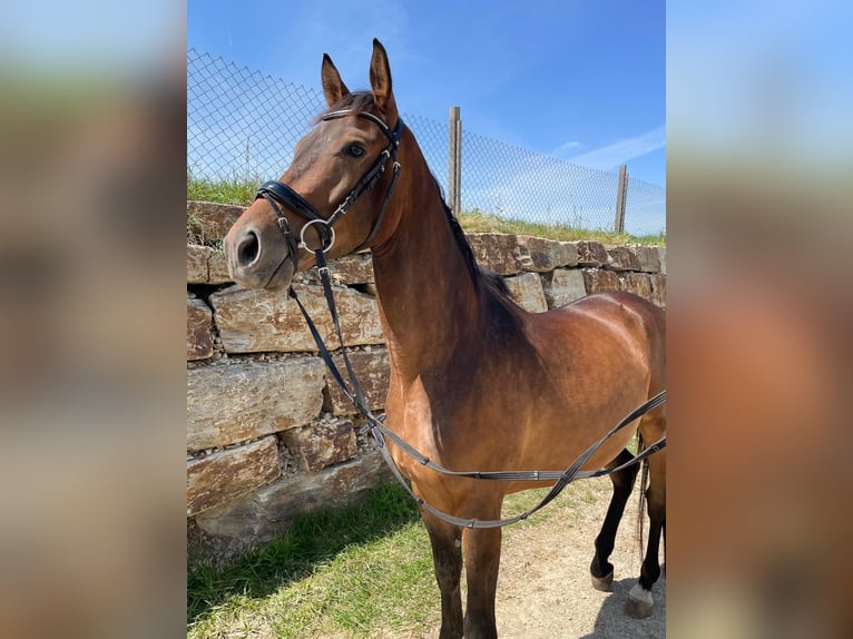 Trakehner Wallach 4 Jahre 161 cm Brauner in Horn