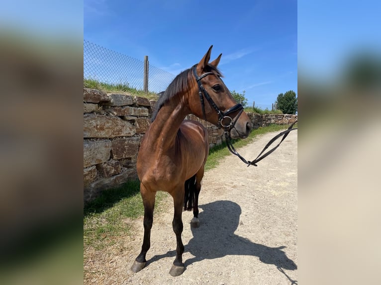 Trakehner Wallach 4 Jahre 161 cm Brauner in Horn