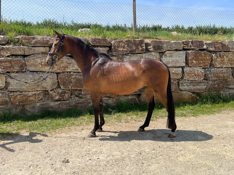 Trakehner Wallach 4 Jahre 161 cm Brauner in Horn