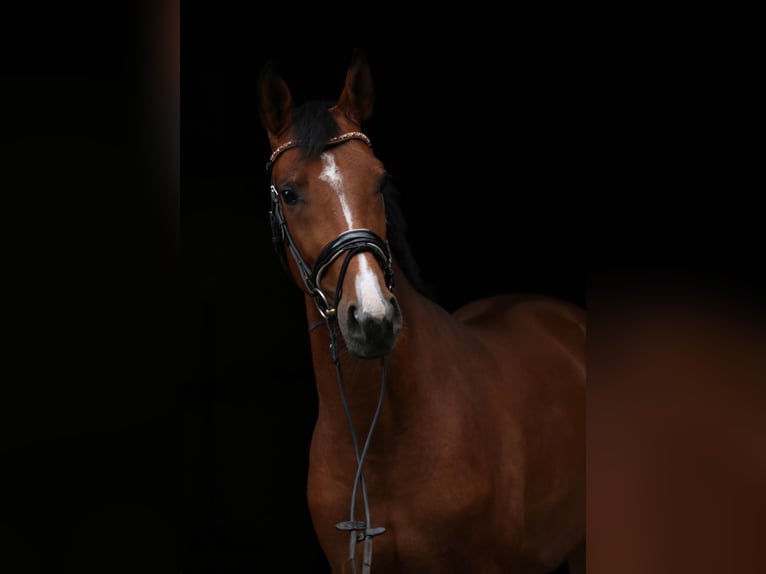 Trakehner Wallach 4 Jahre 161 cm Brauner in Wartenberg