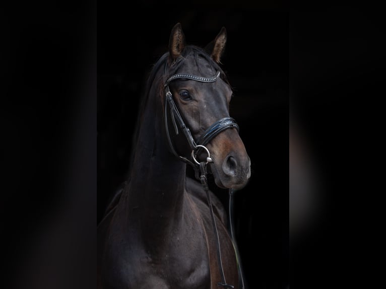 Trakehner Wallach 4 Jahre 161 cm Dunkelbrauner in Sperenberg Trakehner Wallach 4 Jahre 161 cm Dunkelbrauner in Sperenberg