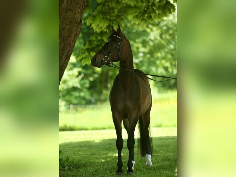 Trakehner Wallach 4 Jahre 162 cm Dunkelbrauner in Wehretal