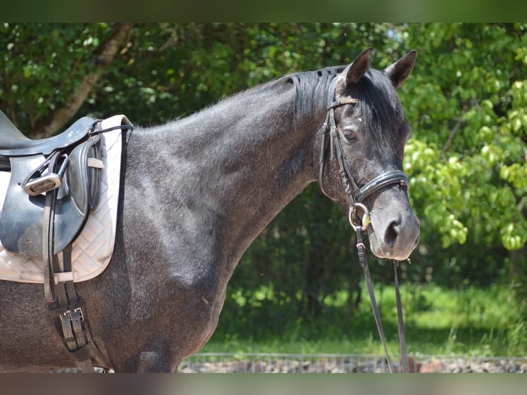Trakehner Wallach 4 Jahre 162 cm Rappschimmel in Nohfelden