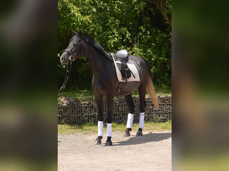 Trakehner Wallach 4 Jahre 162 cm Rappschimmel in Nohfelden