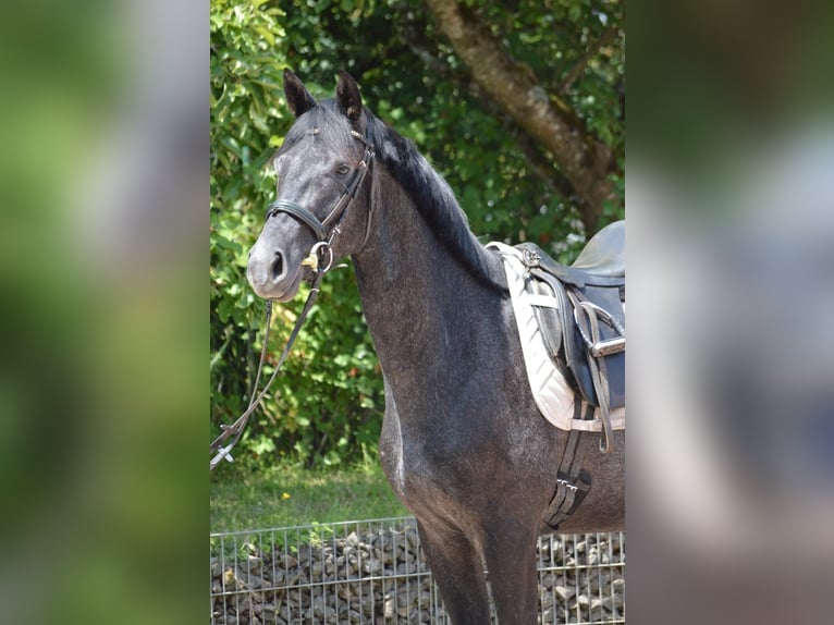 Trakehner Wallach 4 Jahre 162 cm Rappschimmel in Nohfelden