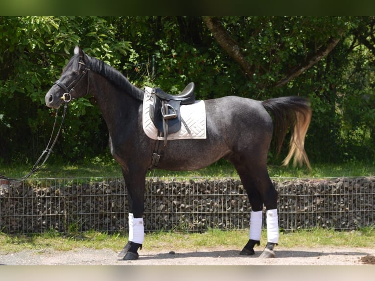 Trakehner Wallach 4 Jahre 162 cm Rappschimmel in Nohfelden