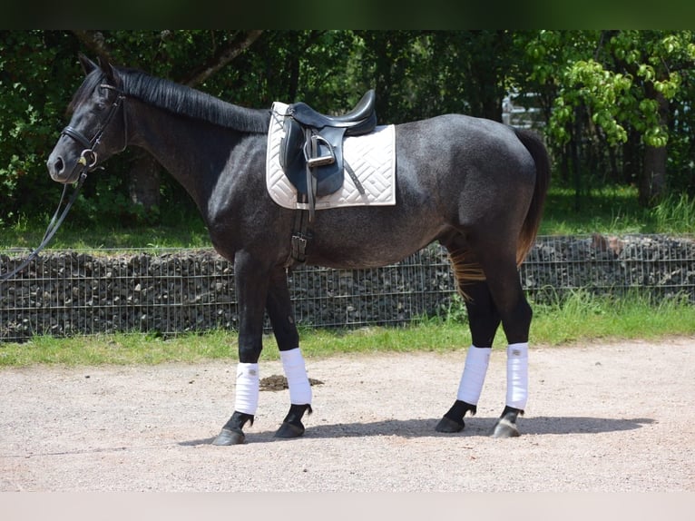 Trakehner Wallach 4 Jahre 162 cm Rappschimmel in Nohfelden