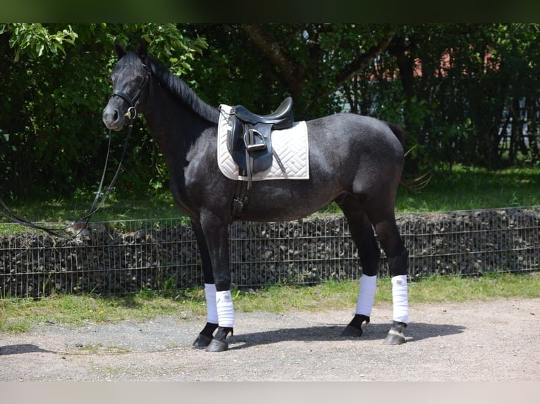 Trakehner Wallach 4 Jahre 162 cm Rappschimmel in Nohfelden