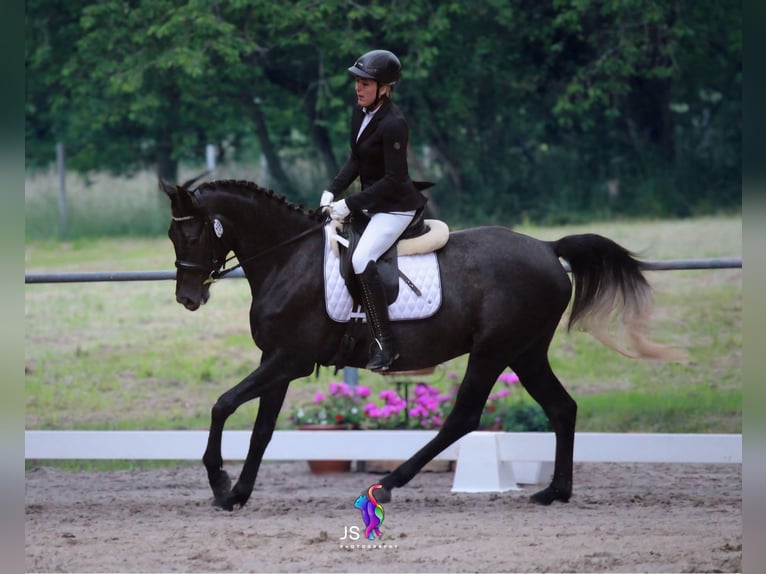 Trakehner Wallach 4 Jahre 162 cm Rappschimmel in Nohfelden