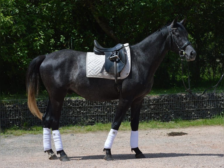 Trakehner Wallach 4 Jahre 162 cm Rappschimmel in Nohfelden