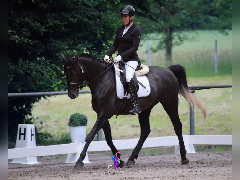 Trakehner Wallach 4 Jahre 162 cm Rappschimmel in Nohfelden