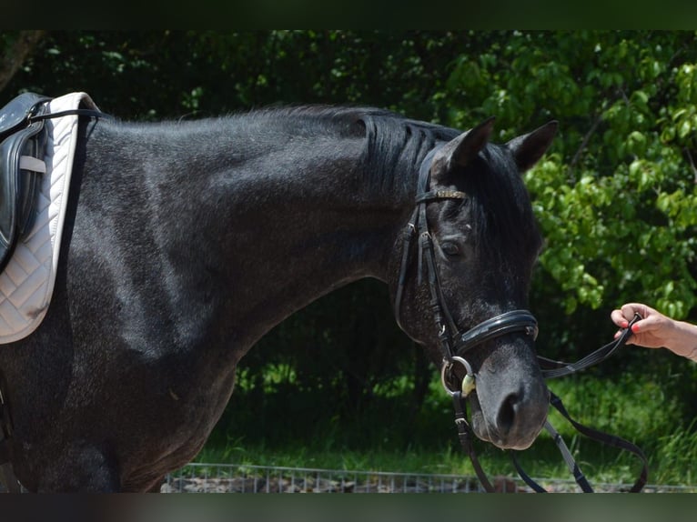 Trakehner Wallach 4 Jahre 162 cm Rappschimmel in Nohfelden