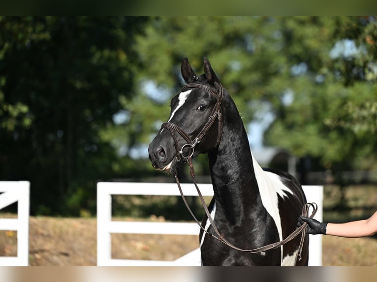 Trakehner Wallach 4 Jahre 162 cm Schecke in Brome