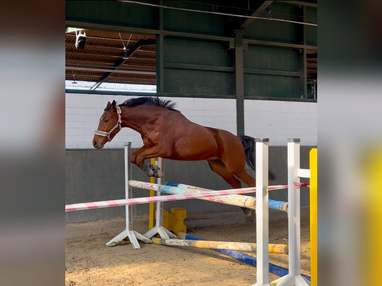 Trakehner Wallach 4 Jahre 163 cm Brauner in Salzkotten