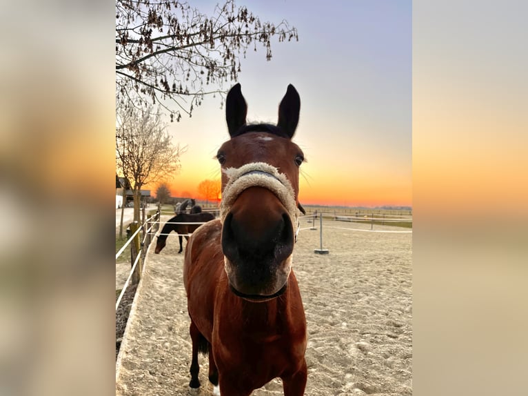 Trakehner Wallach 4 Jahre 163 cm Brauner in Salzkotten