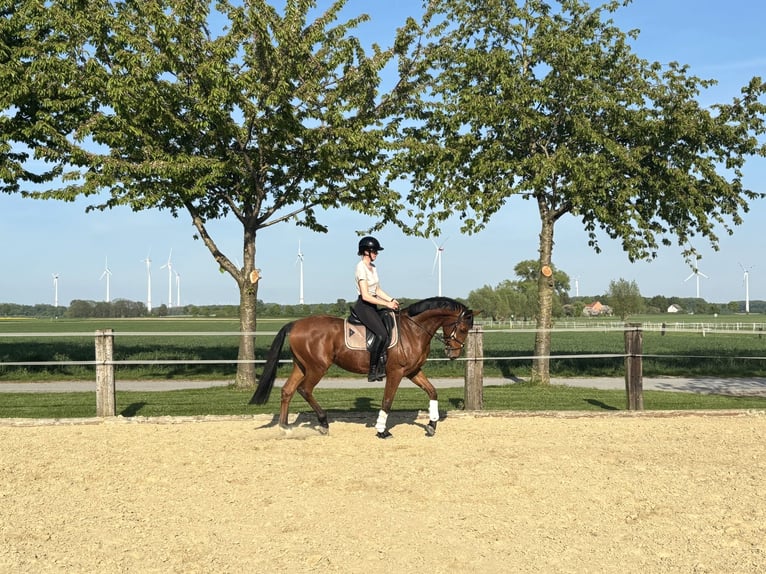 Trakehner Wallach 4 Jahre 163 cm Brauner in Salzkotten