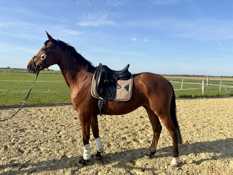Trakehner Wallach 4 Jahre 163 cm Brauner in Salzkotten