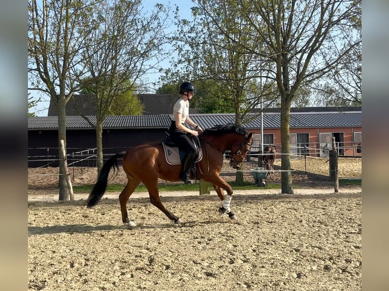 Trakehner Wallach 4 Jahre 163 cm Brauner in Salzkotten