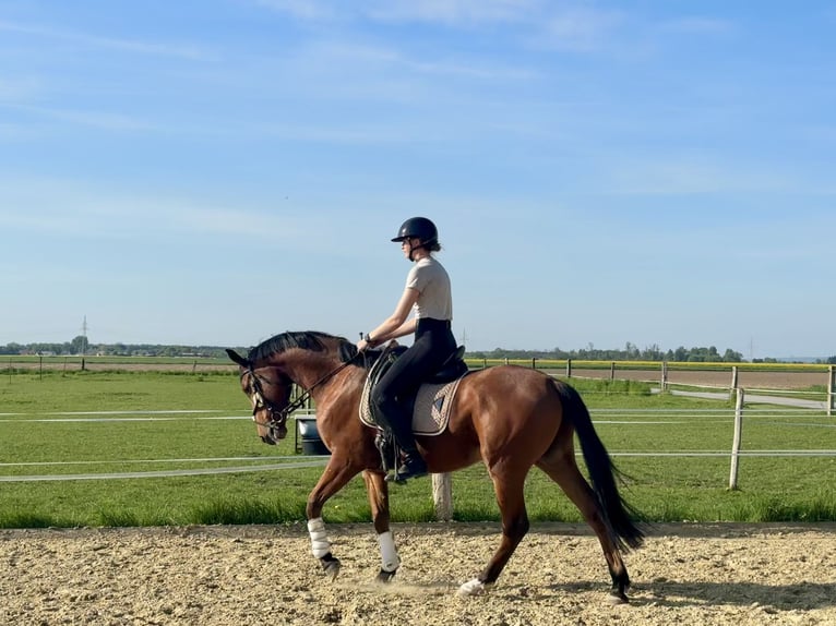 Trakehner Wallach 4 Jahre 163 cm Brauner in Salzkotten