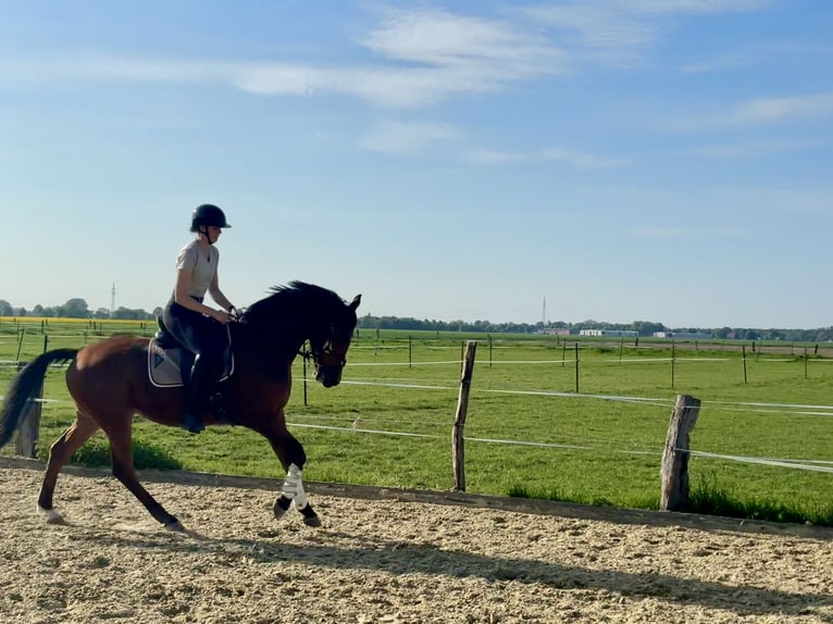 Trakehner Wallach 4 Jahre 163 cm Brauner in Salzkotten