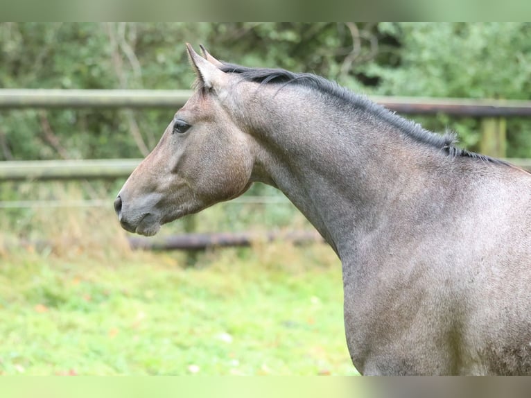 Trakehner Wallach 4 Jahre 163 cm Schimmel in Wolfhagen