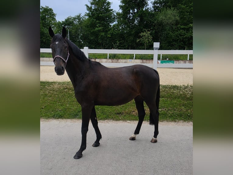 Trakehner Wallach 4 Jahre 163 cm Schwarzbrauner in Riedering