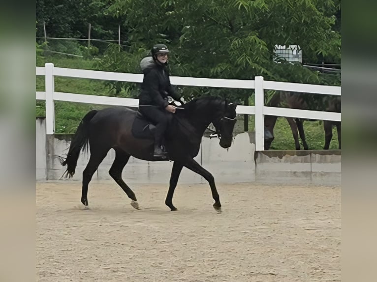 Trakehner Wallach 4 Jahre 163 cm Schwarzbrauner in Riedering