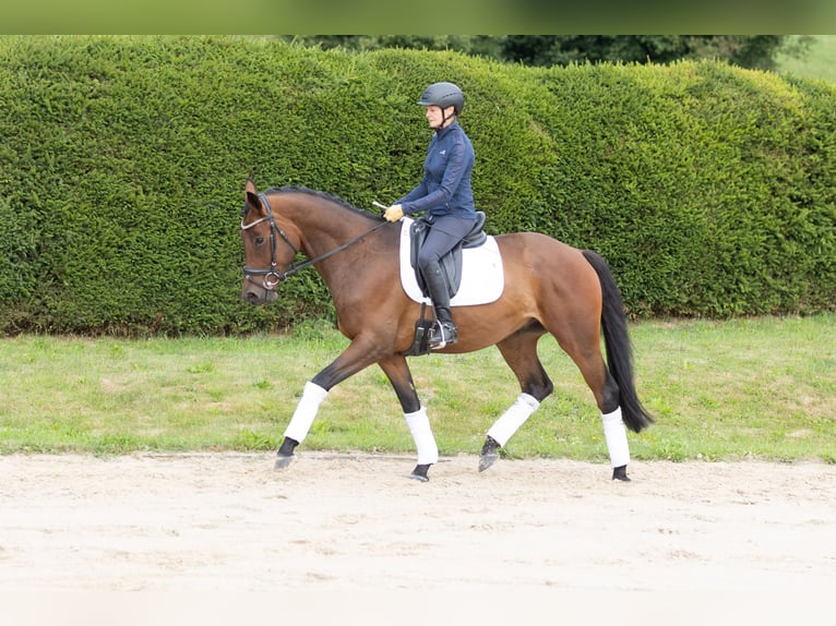 Trakehner Wallach 4 Jahre 164 cm Brauner in Wolfhagen