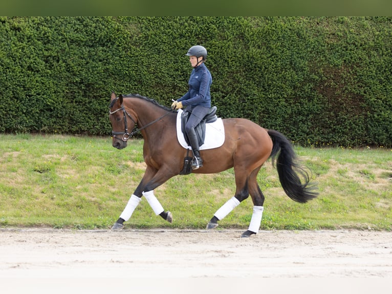 Trakehner Wallach 4 Jahre 164 cm Brauner in Wolfhagen