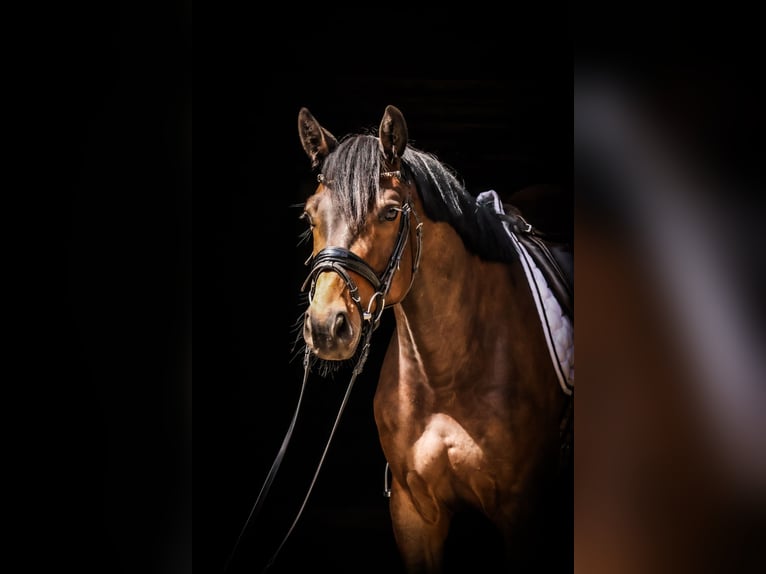 Trakehner Wallach 4 Jahre 164 cm Dunkelbrauner in Roßdorf
