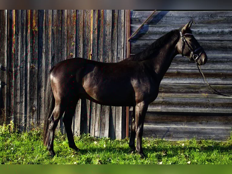 Trakehner Wallach 4 Jahre 164 cm Dunkelbrauner in Massenhausen