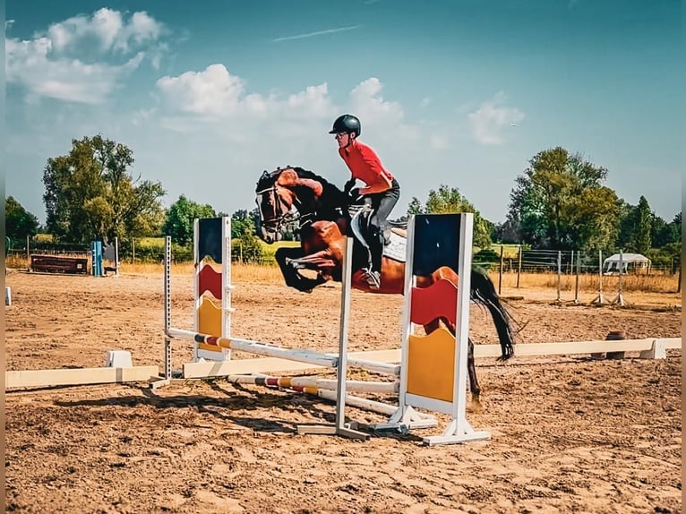 Trakehner Wallach 4 Jahre 164 cm Dunkelbrauner in Rüsselsheim