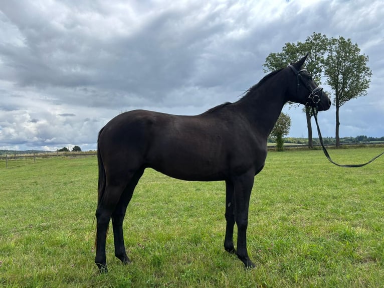 Trakehner Wallach 4 Jahre 164 cm Rappe in Herbstein